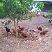 Free range poultry, Lumiere Farm