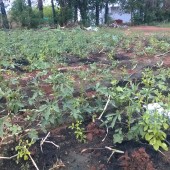 SAAL – Organic vegitables, bio char for growth, Sevayur, Madurai
