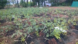 SAAL - Organic vegitables, bio char for growth, Sevayur, Madurai