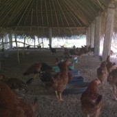 Happy Hens Farms, Trichy, Tamil Nadu