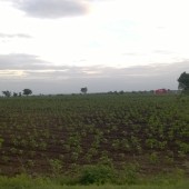Farm Fields, Hasanabad, Telangana