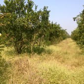 Organic Oranges – Grade A in tree itself. Natural Farmer Manoj in Katol, Maharashtra.