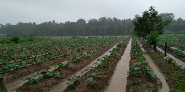 Kerala Monsoon – water everywhere, Mala, Kerala
